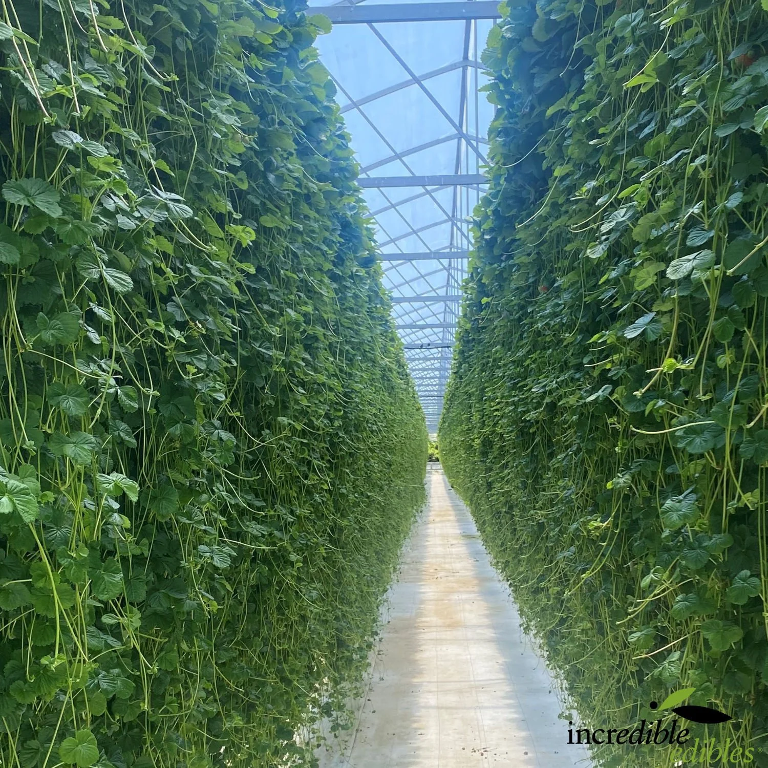 Strawberry curtain square image.jpg