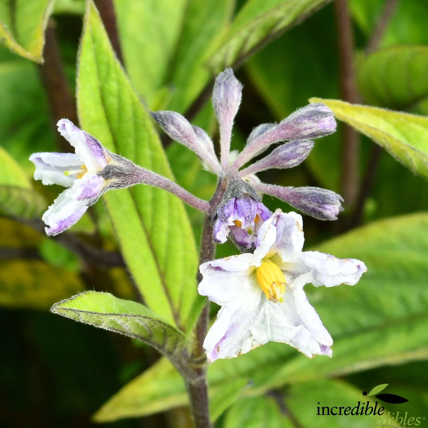 Pepino Ruby Flower.jpg