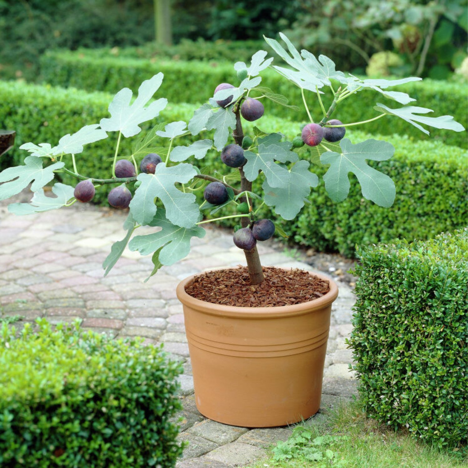 Fig Brunoro Black in pot.jpg