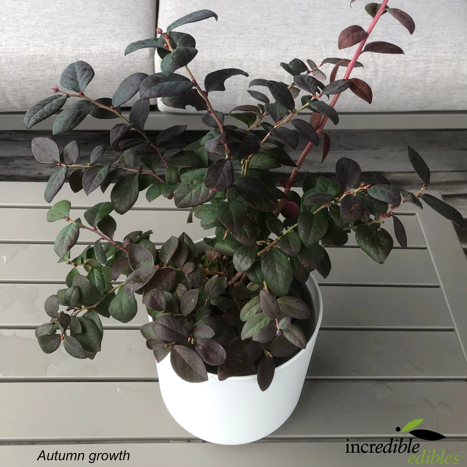 Pink Icing autumn growth.jpg