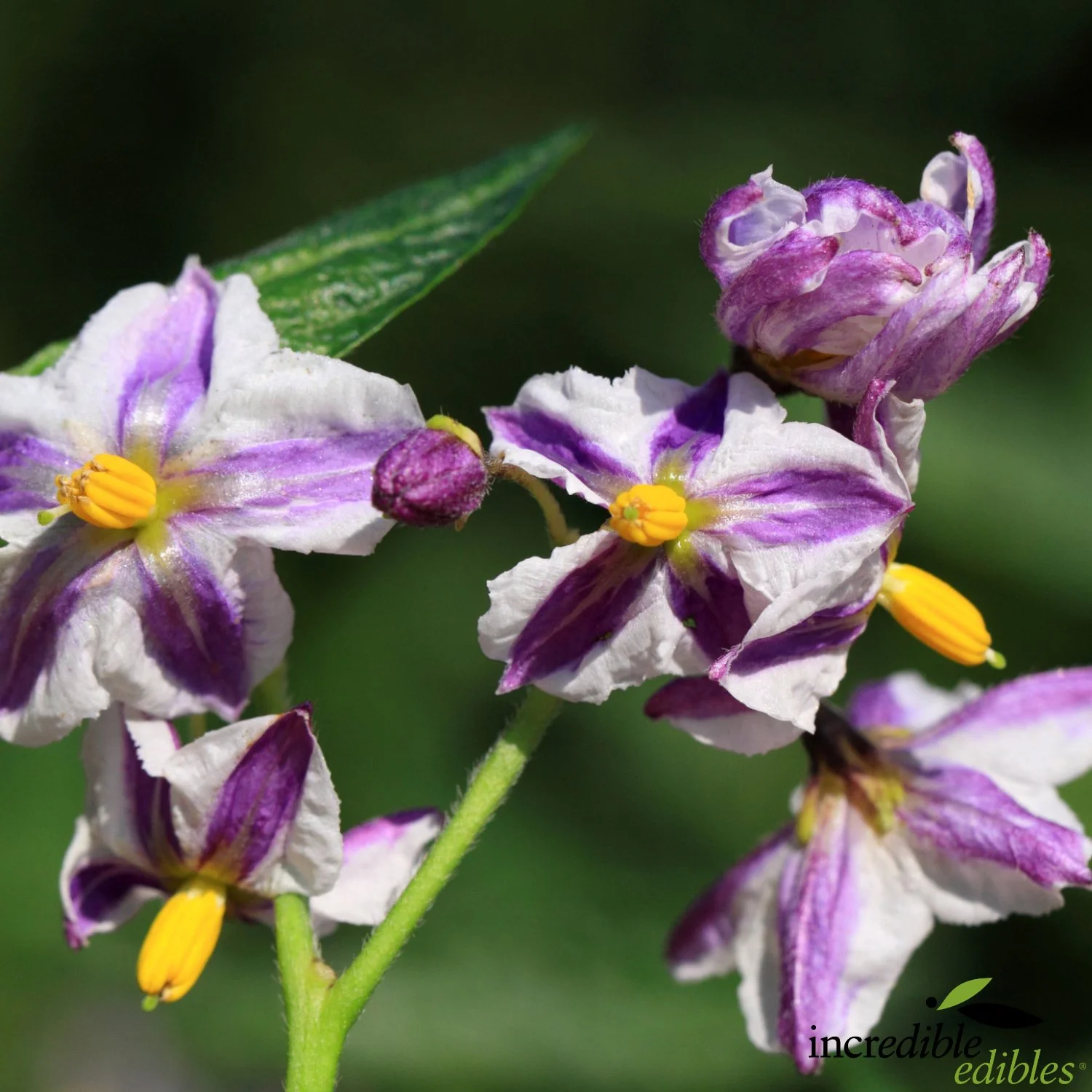 Pepino flower.jpg