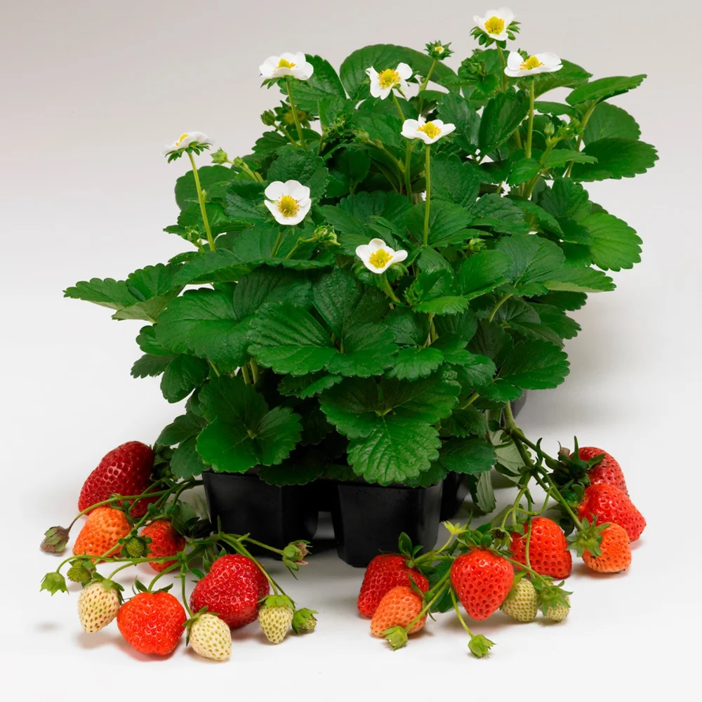 Strawberry one of the best variety is undoubtfully Monterey that fruits for  months  Incredible Edibles - NZ's Edible Plant Specialists