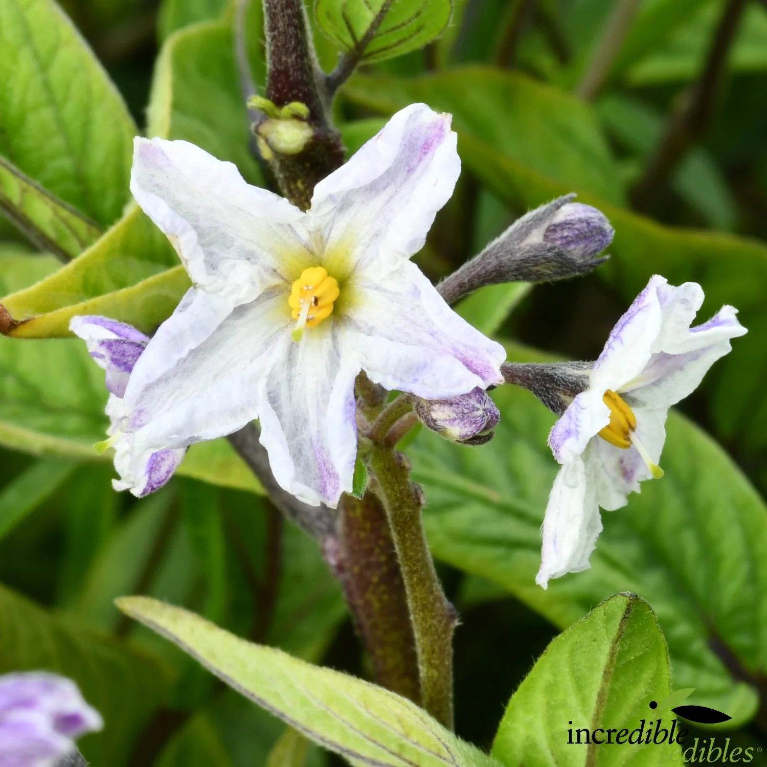 Pepino Blush Flower.jpg