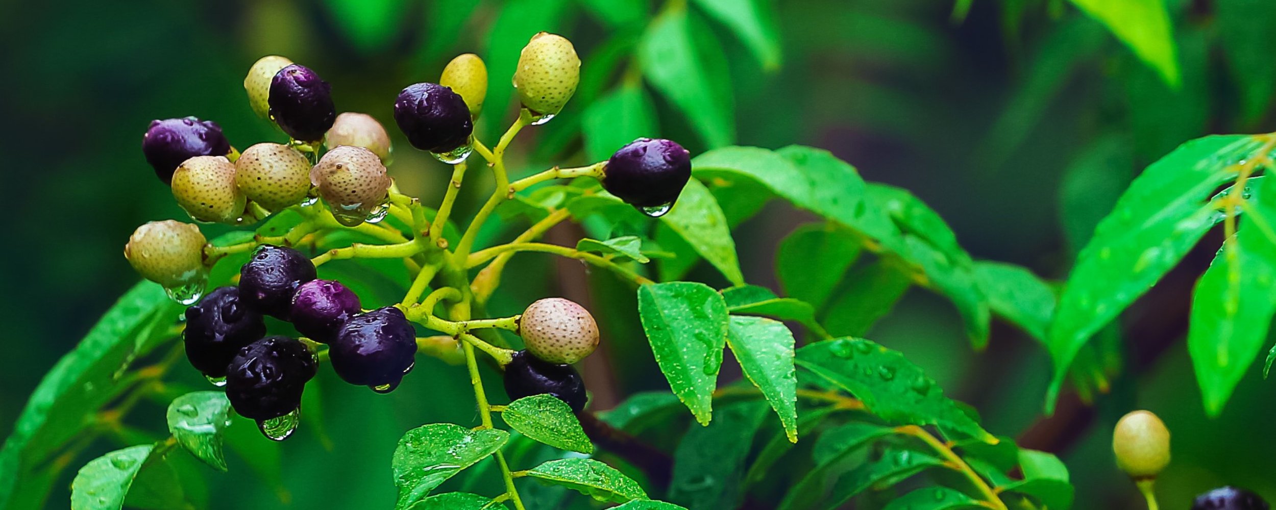 Curry Leaf — Incredible Edibles NZ’s Edible Plant Specialists