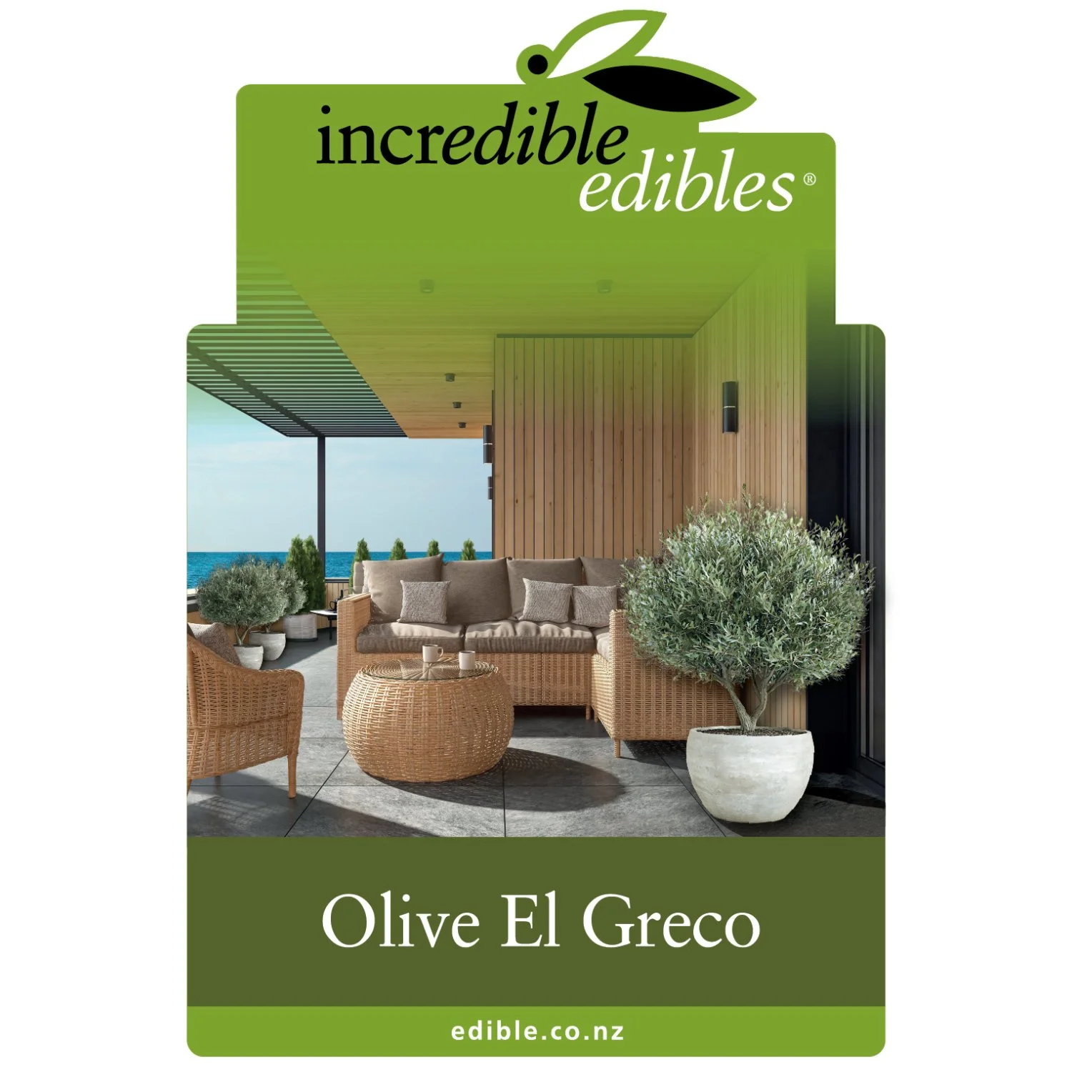 Olive El Greco