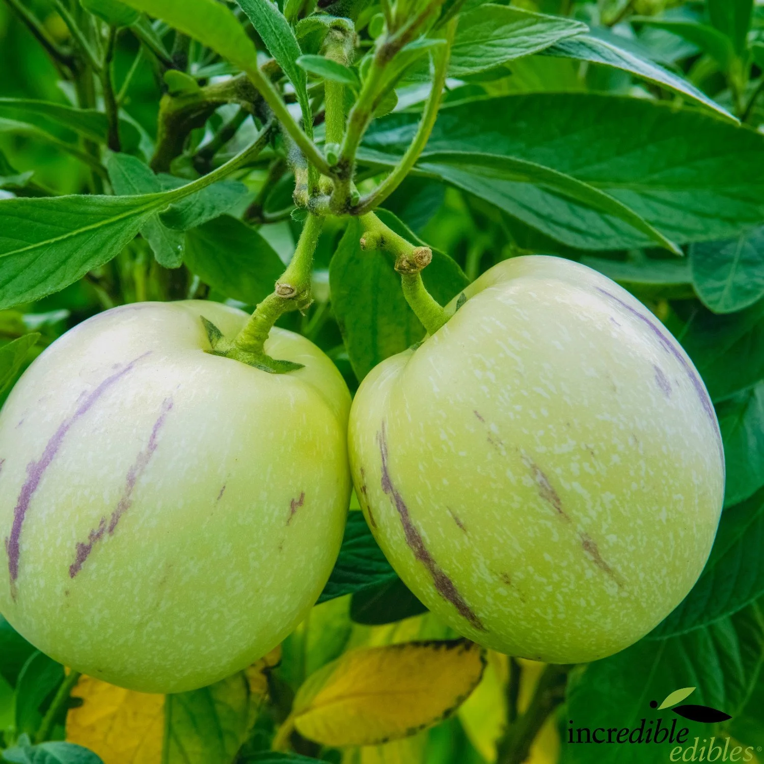 Pepino fruit two.jpg