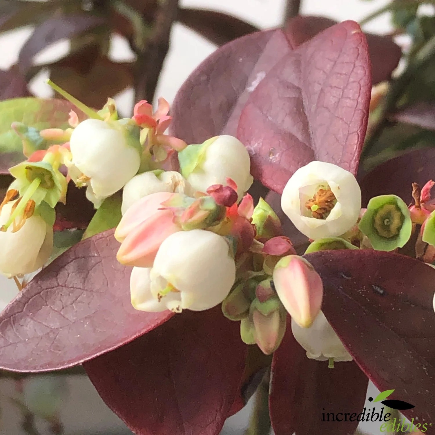 Pink Icing spring flower.jpg