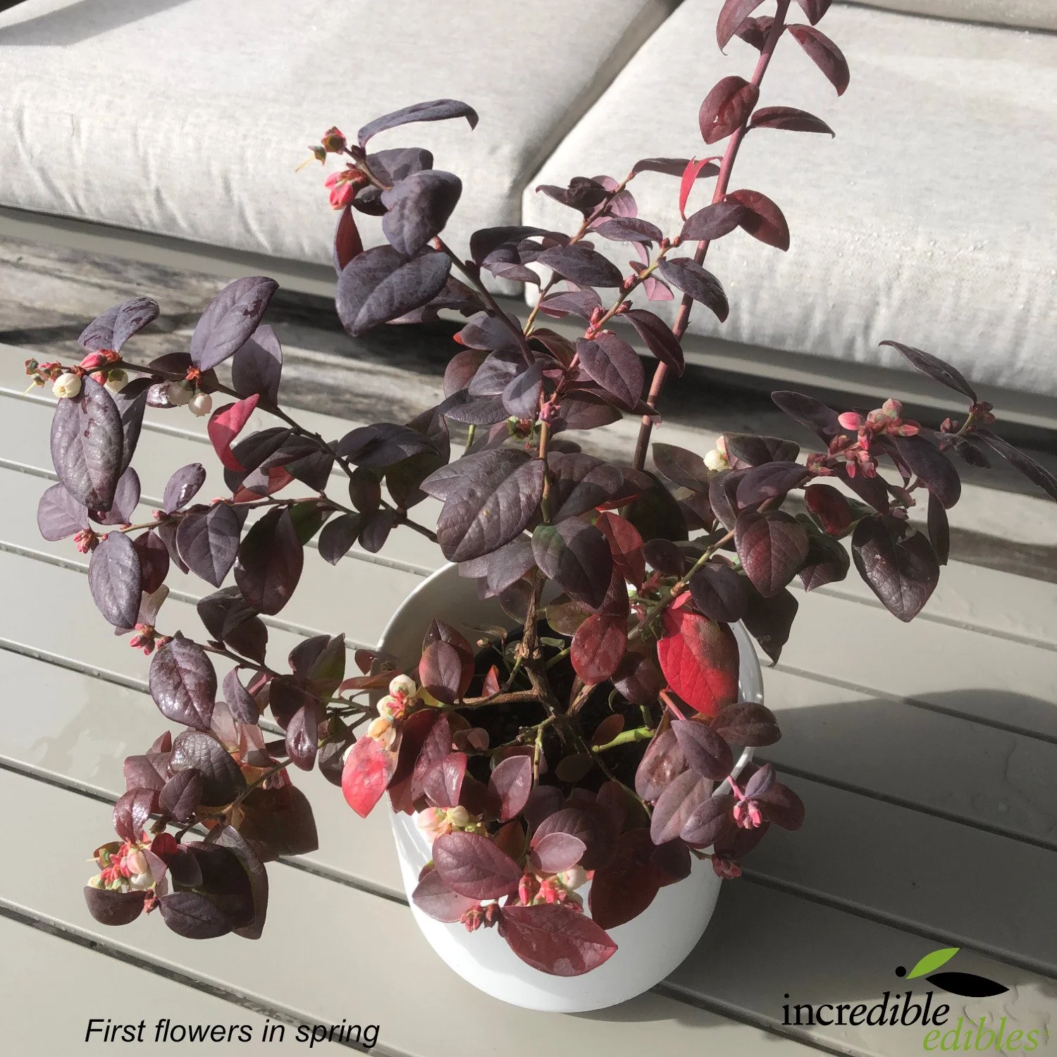 Pink Icing first flowers on plant in spring.jpg