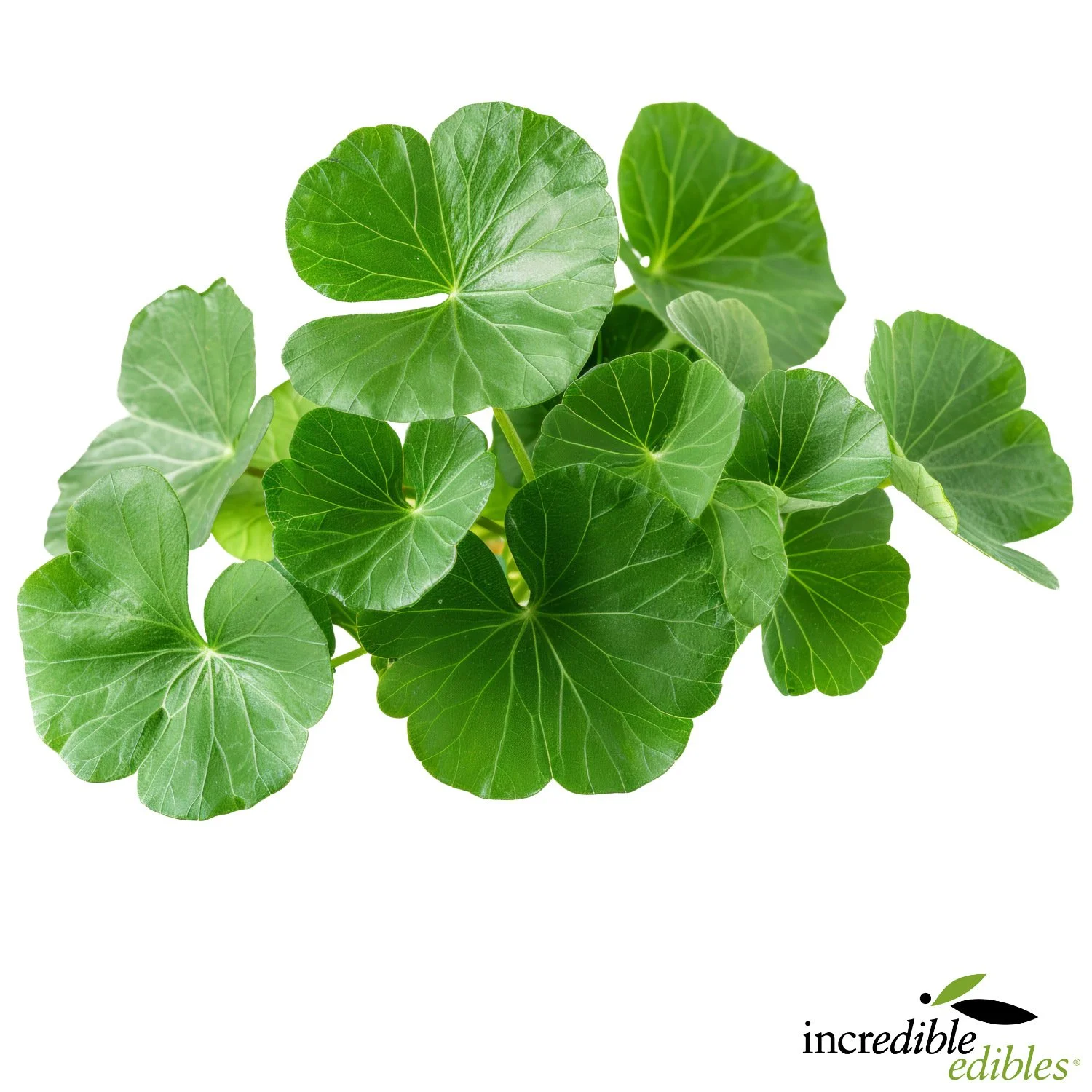 Wasabi leaf.jpg