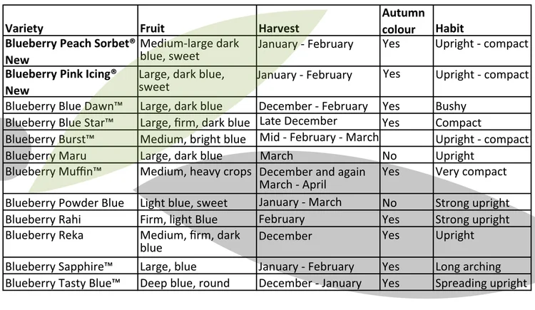 Magical Blueberries — Incredible Edibles - NZ’s Edible Plant Specialists