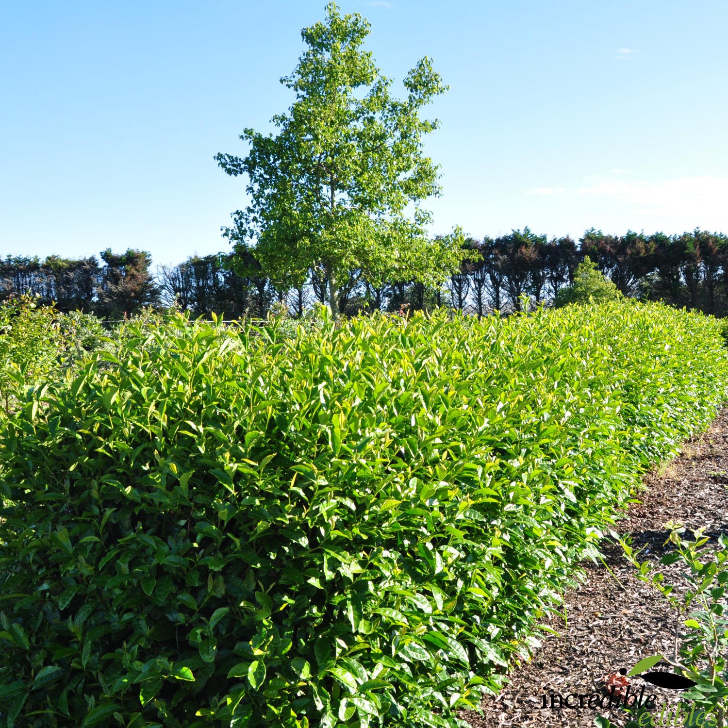Tea hedge.jpg