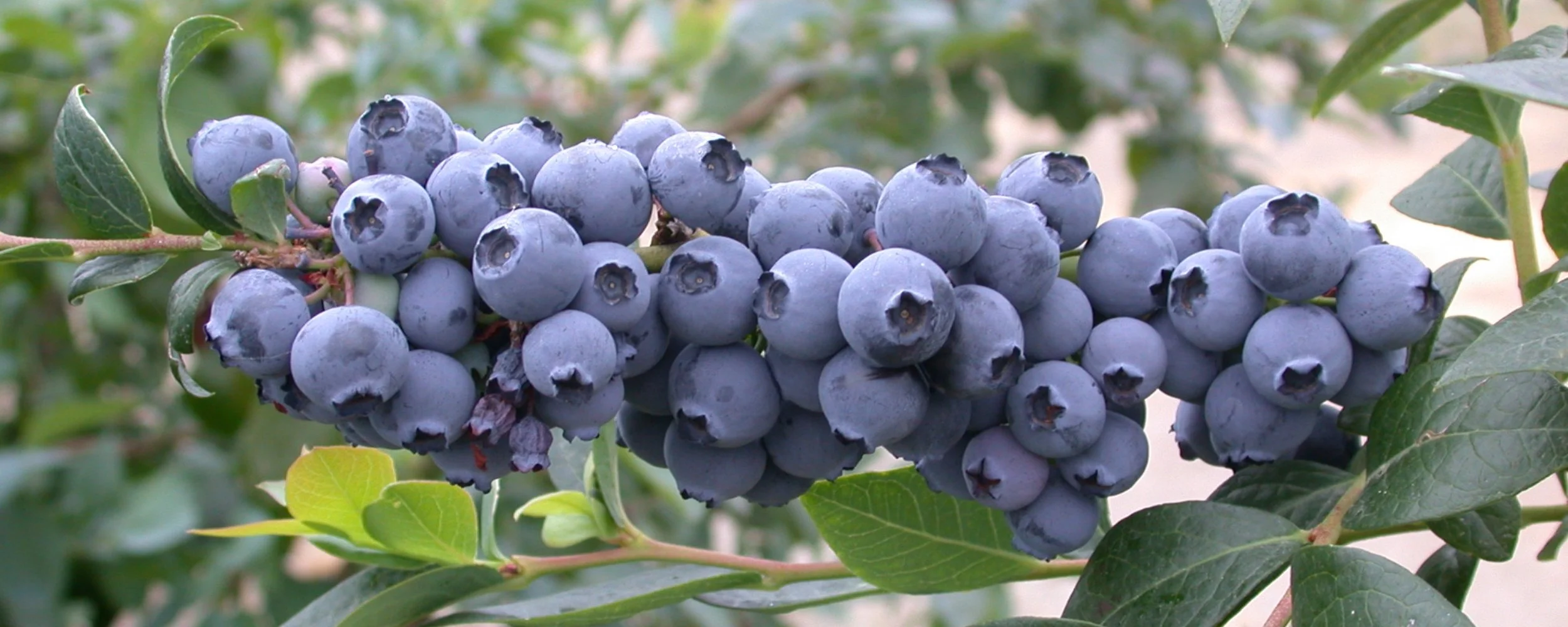 Magical Blueberries — Incredible Edibles NZ’s Edible Plant Specialists