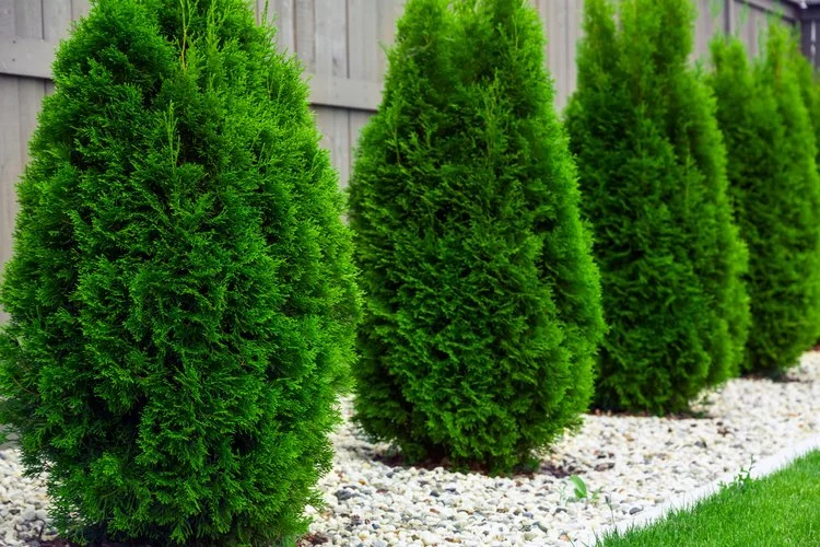 Tree and shrub care in Hyde Park, NY