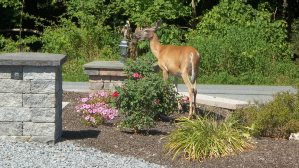 Deer repellent applications in Red Oaks Mill, NY