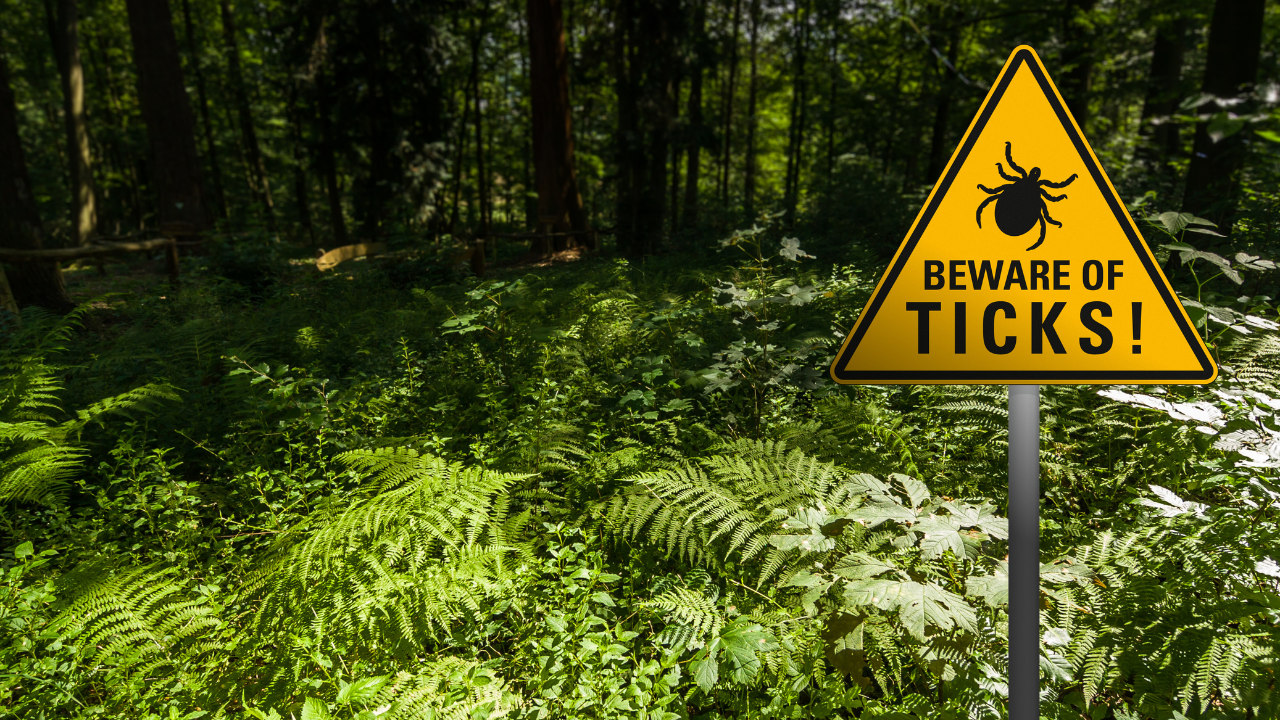 Beware of ticks yellow warning sign in wooded area