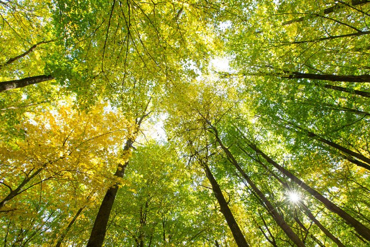 Essential Summer Tree Service to Keep your Green Giants Healthy