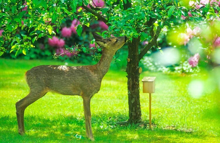 Lawn Treatment Options to Keep Common Pests Away in Poughkeepsie, NY