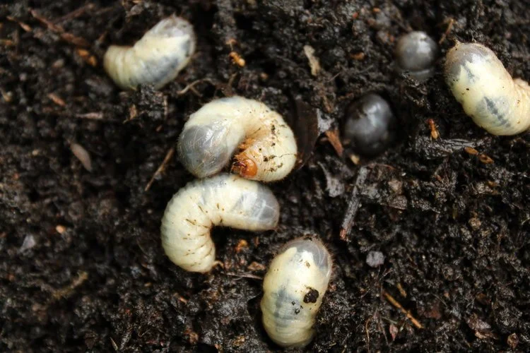 Lawn Care How Do You Know If You Have Grubs in Your Wappingers Falls