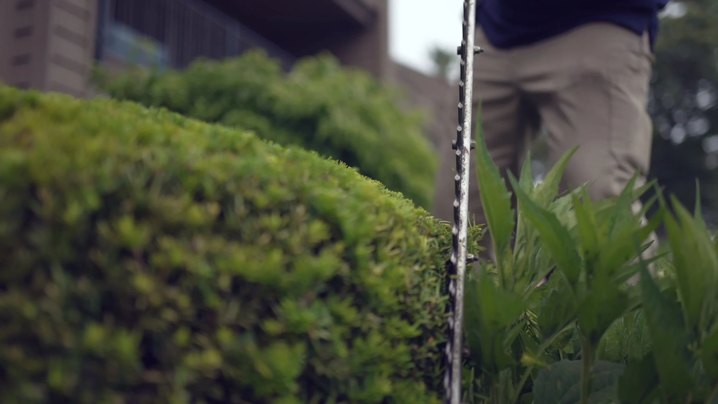 Professional Tree Pruning Service Near Me Enhancing Commercial Properties in Kent County, MI