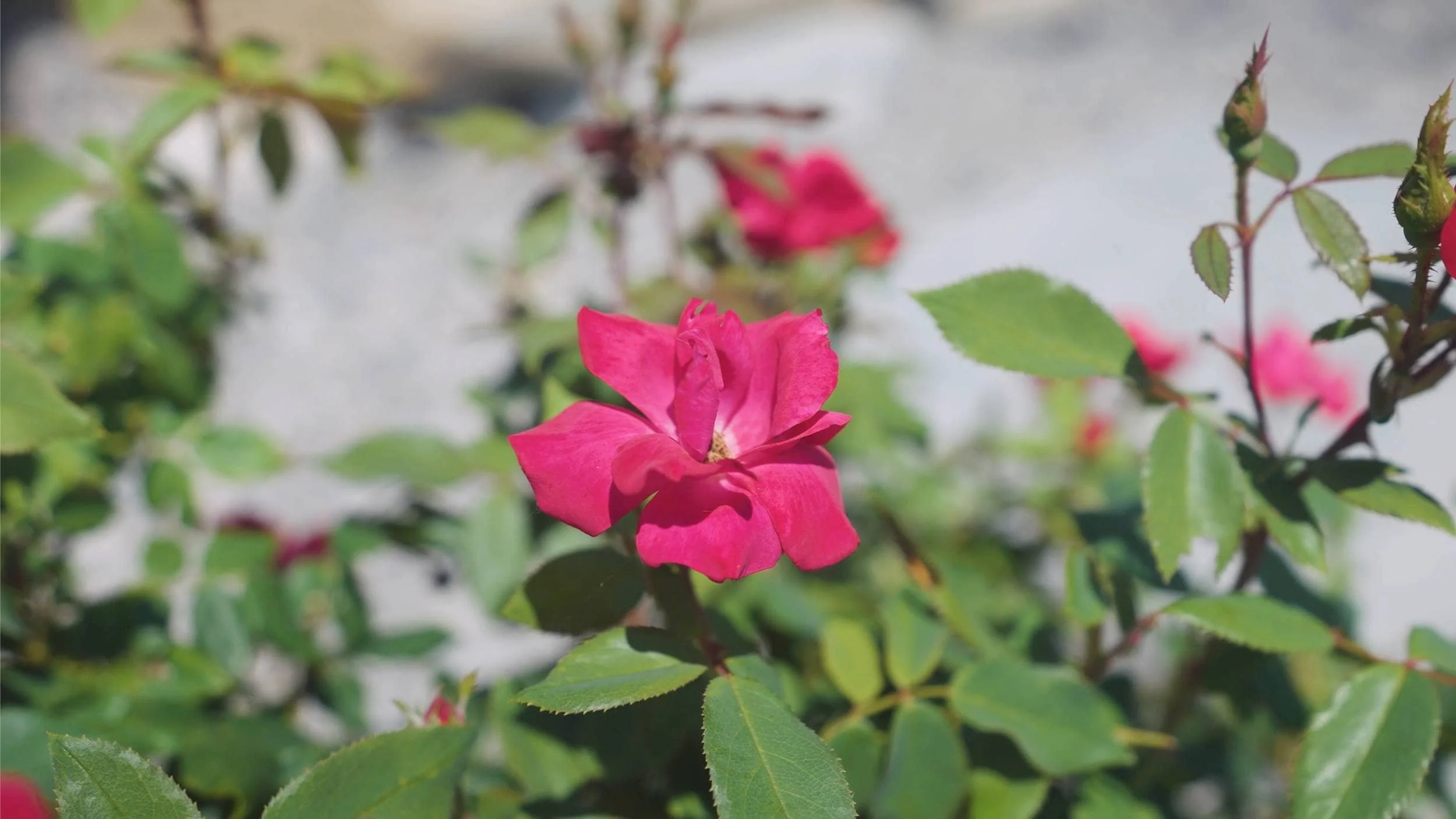 Landscape Design With Structural Retaining Walls in Cascade, MI