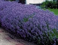 Hidcote English Lavender