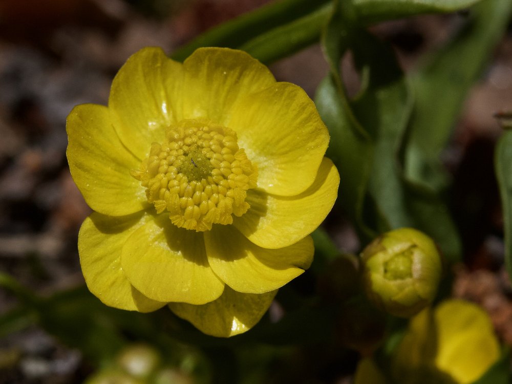 Water-Plantain-Buttercup.jpeg