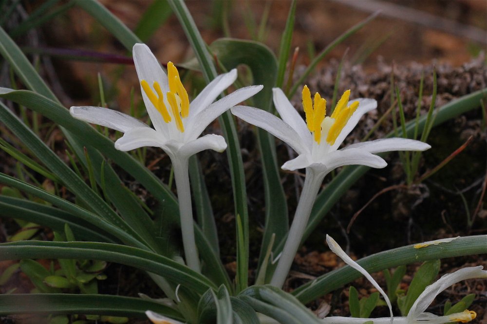 Star-Sand-Lily-Leucocrinum-montanum.jpeg