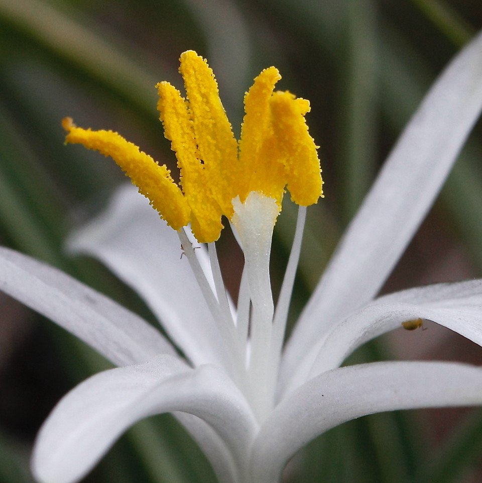 Star-Sand-Lily-Leucocrinum-montanum-1.jpeg