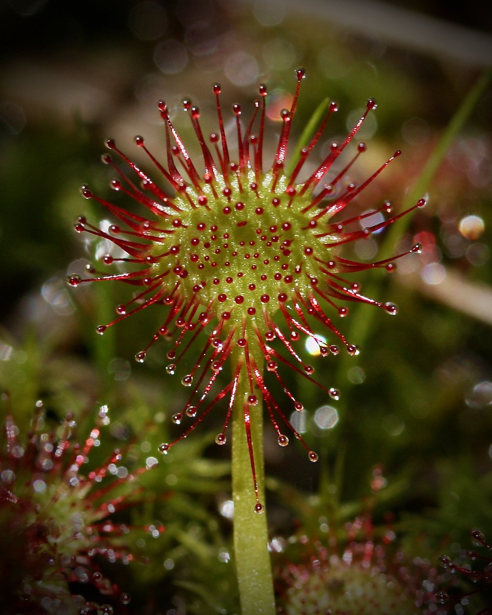 Round-leaved-Sundew-Drosera-rotundifolia.jpeg