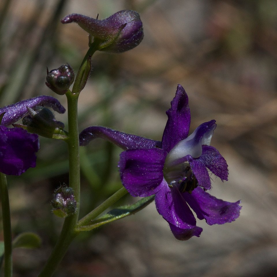 Nuttalls-Larkspur-Delphinium-nuttallianum.jpeg