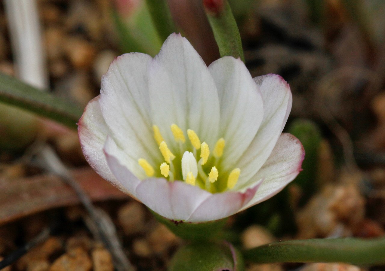 Lewisia-Sierra-Lewisia-nevadensis.jpeg