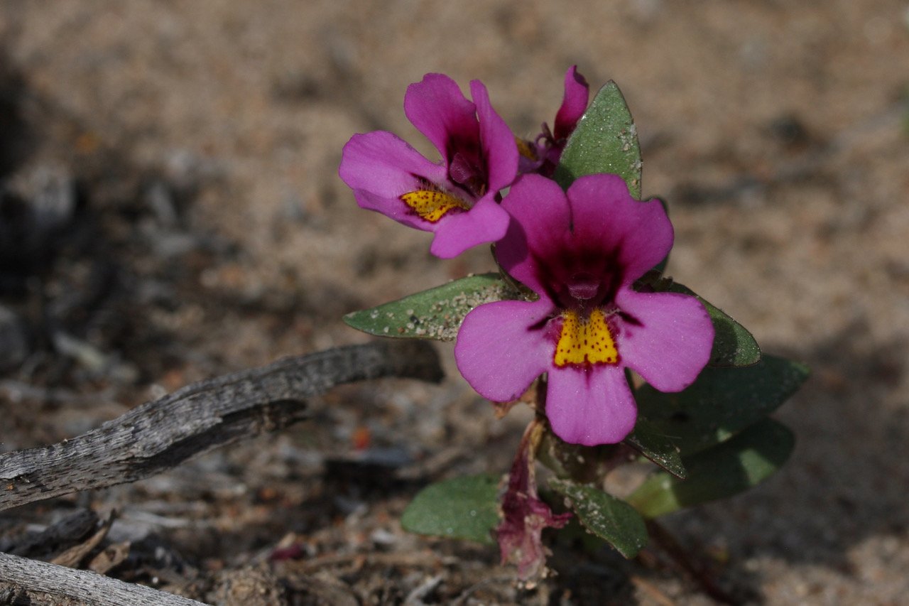 Dwarf-Monkeyflower.jpeg