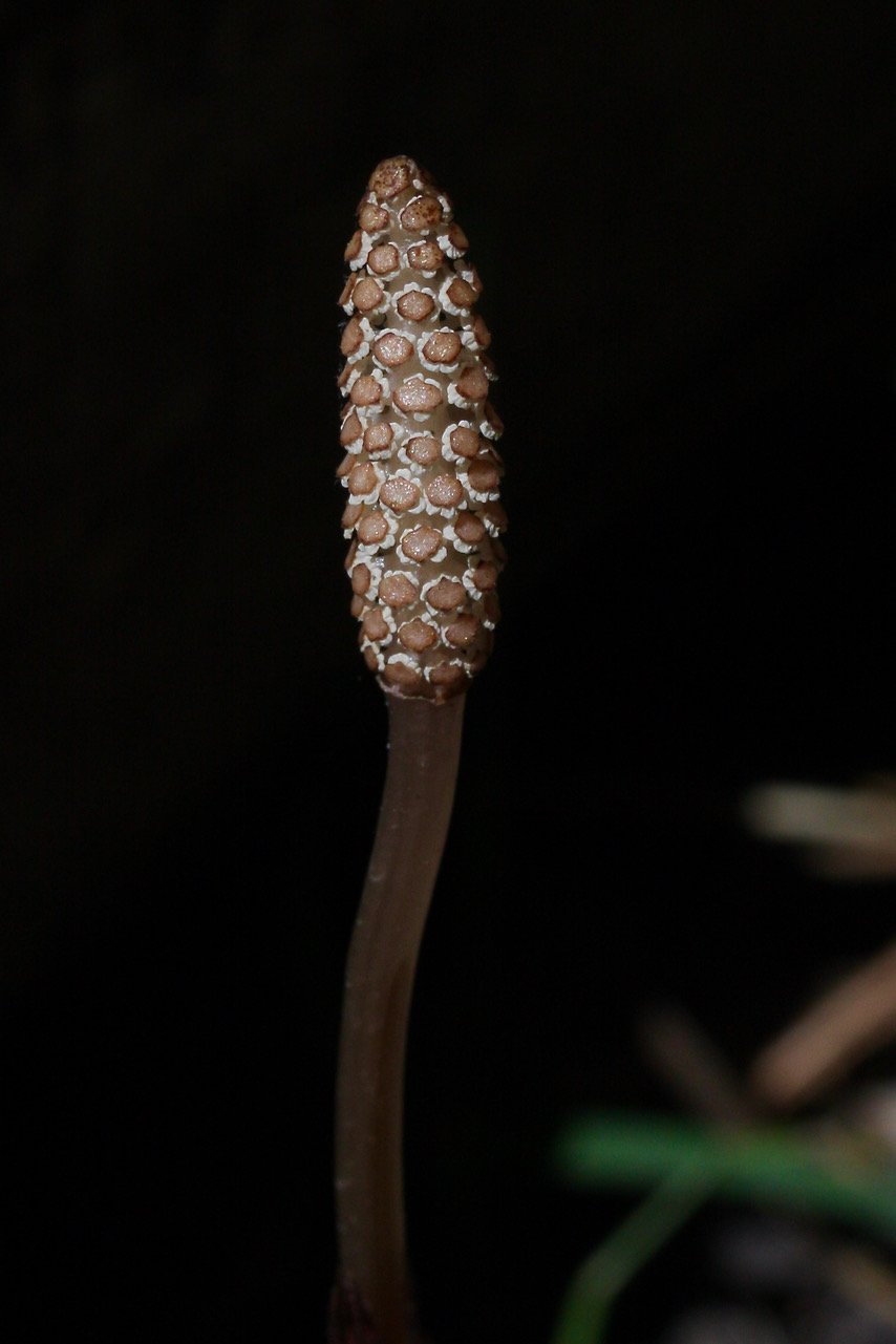 Common-Horsetail-Equisetum-arvense.jpeg