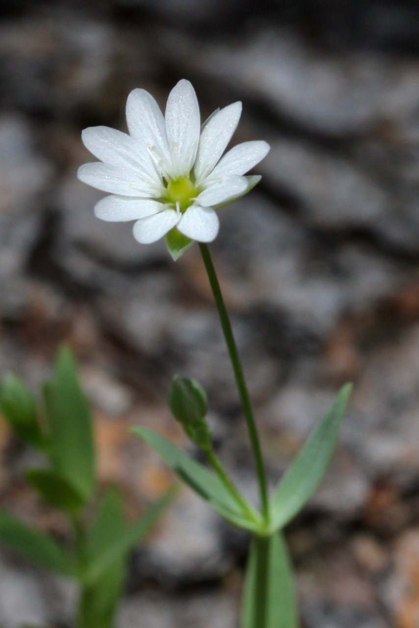 Chickweed.jpeg