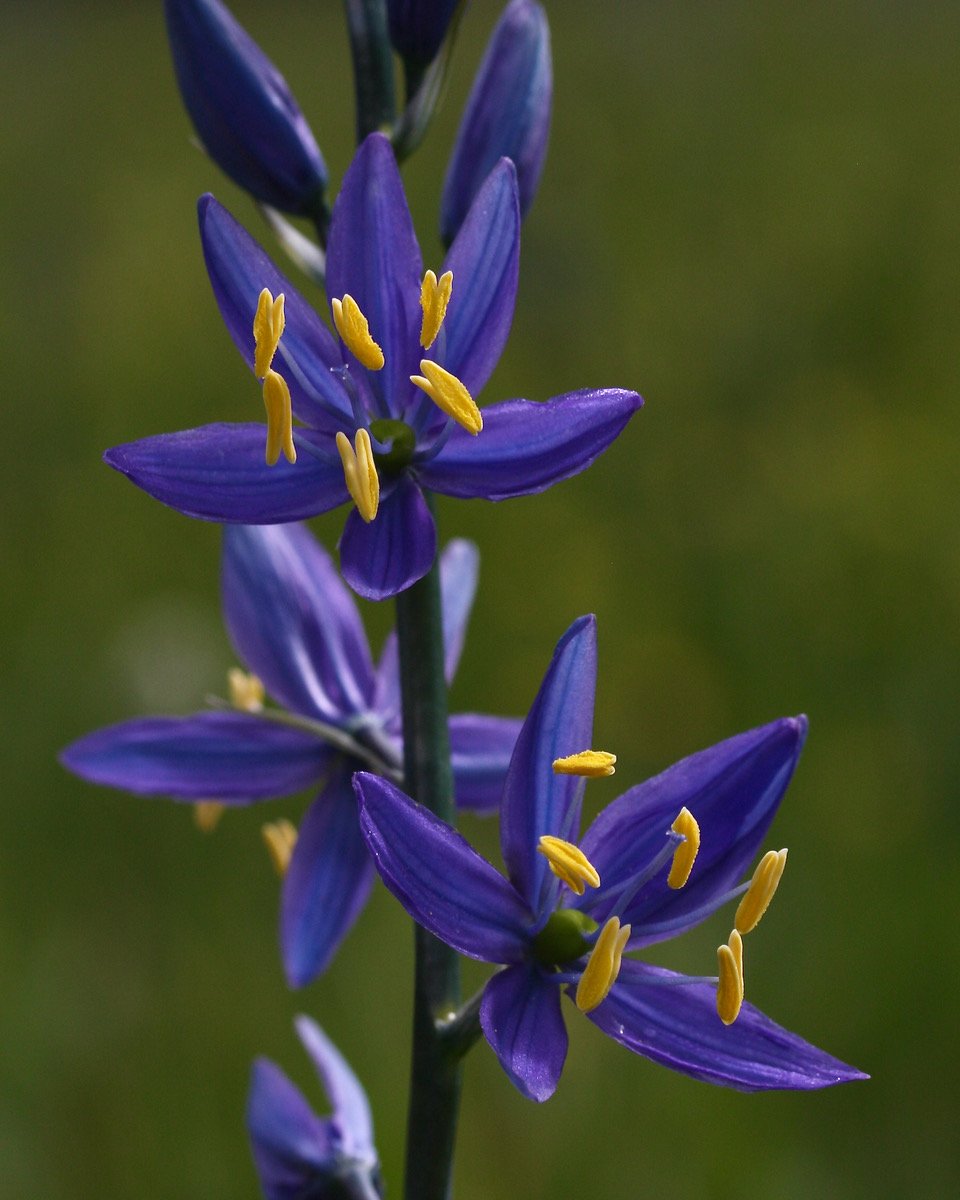 Camas- Camassia quamash.jpeg