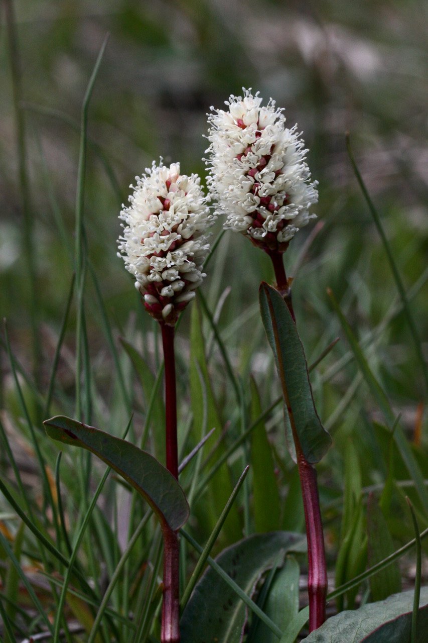 Bistort Polygonum Bistortoides.jpeg