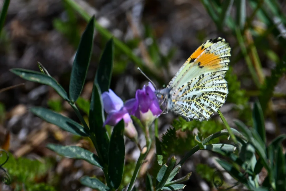 Sara Orangetip