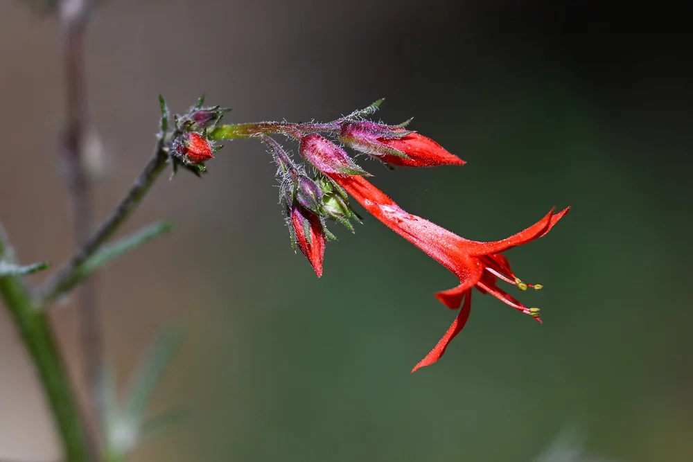 Scarlet Gilia