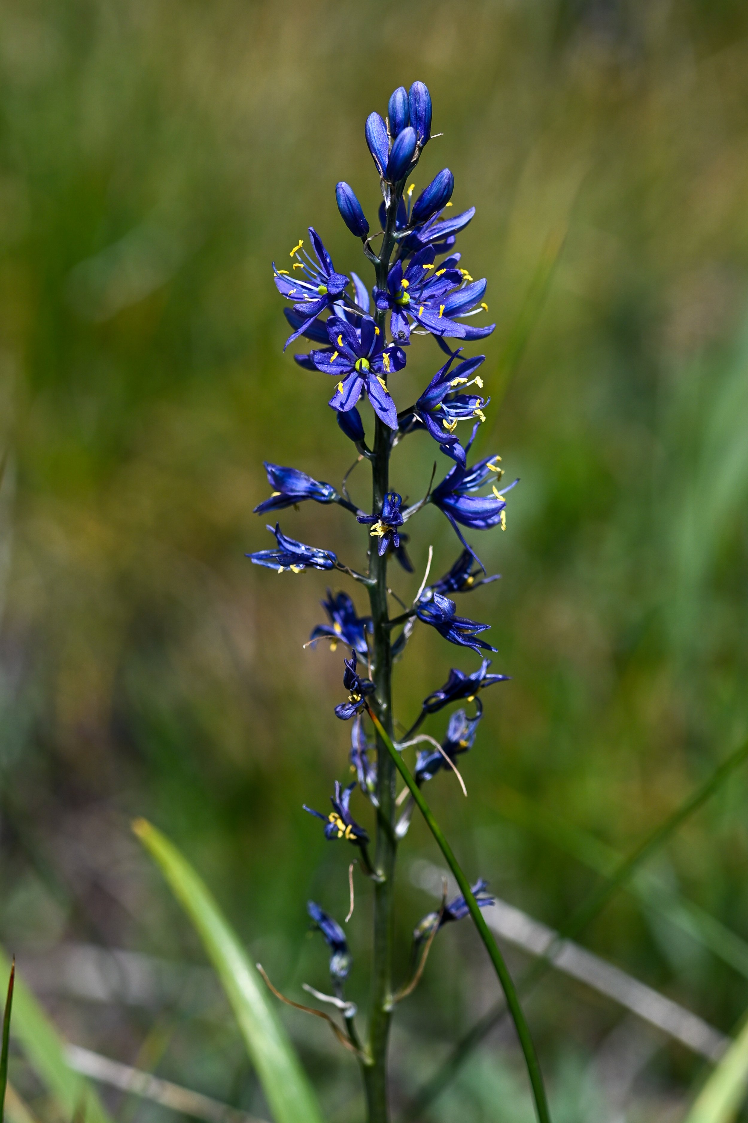 Small Camas