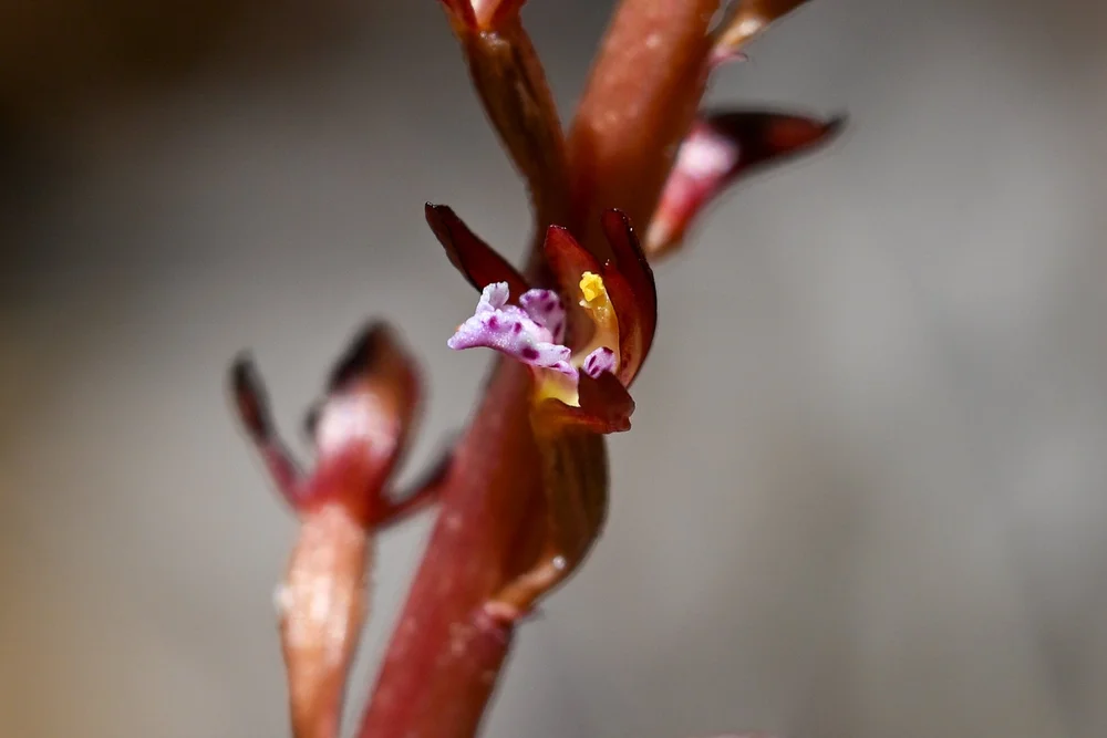Spotted Coralroot