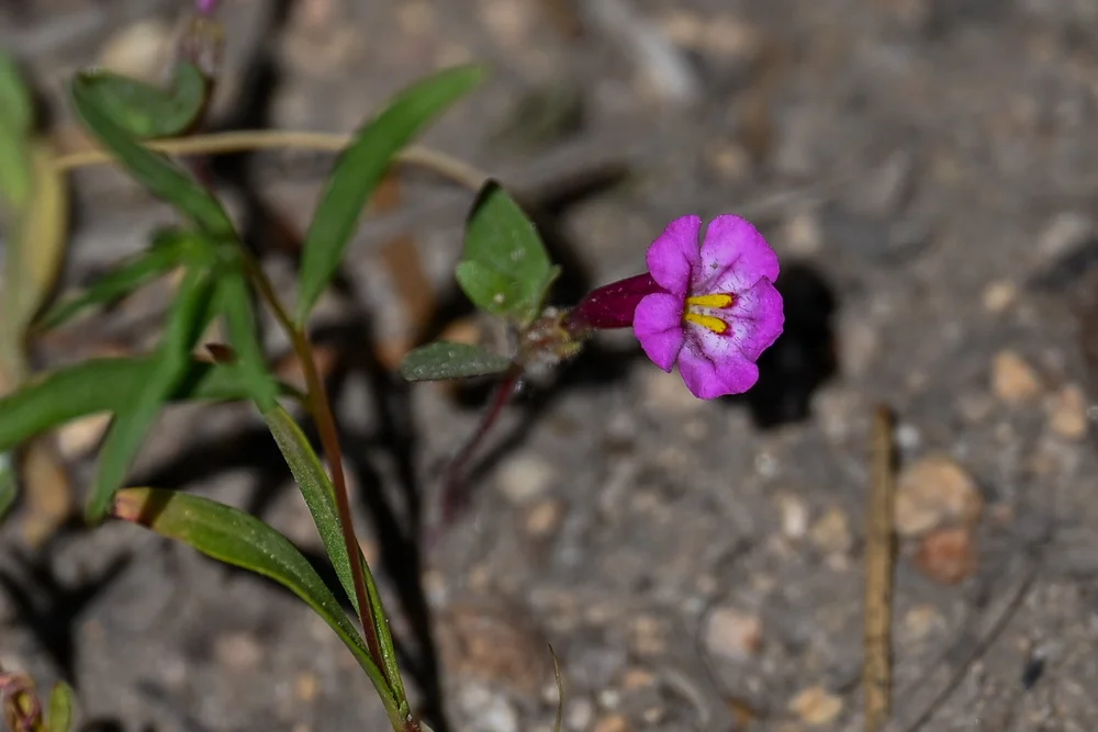 Torrey's Monkeyflower