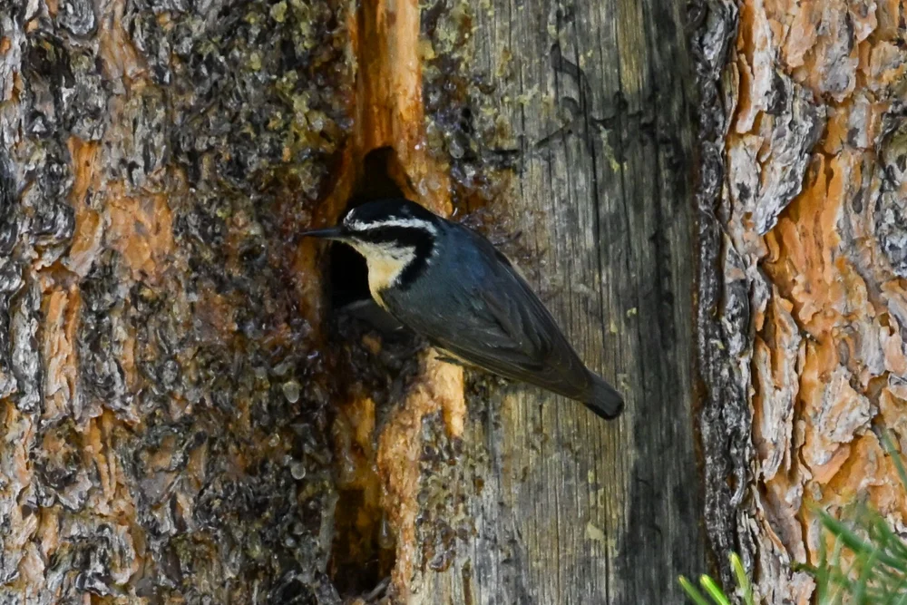 Red-breasted Nuthatch visiting cavity - Michael Myers.jpg