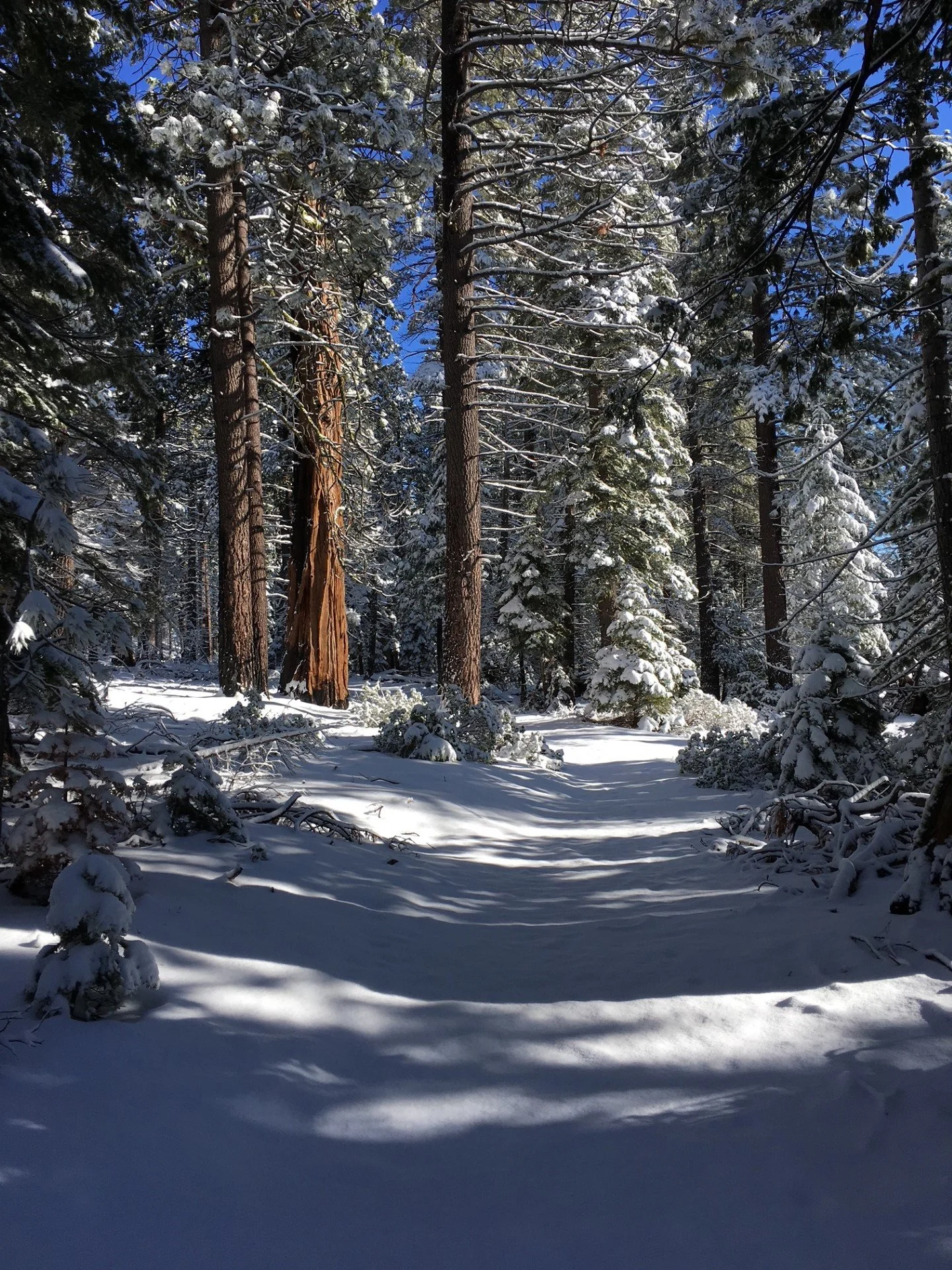 Partners' Event: Free Snowshoe Tours 