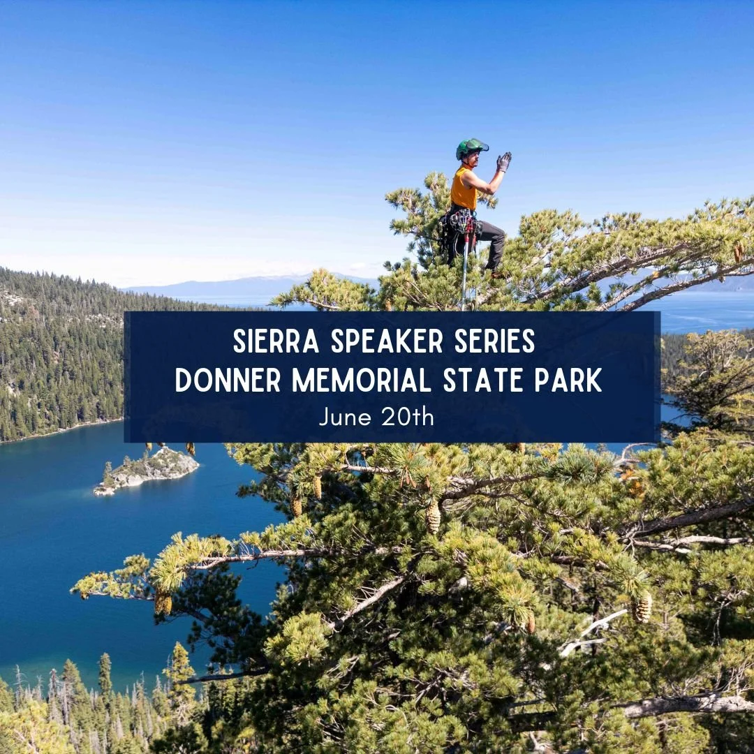Sierra Speaker Series: The King of Pines in Peril