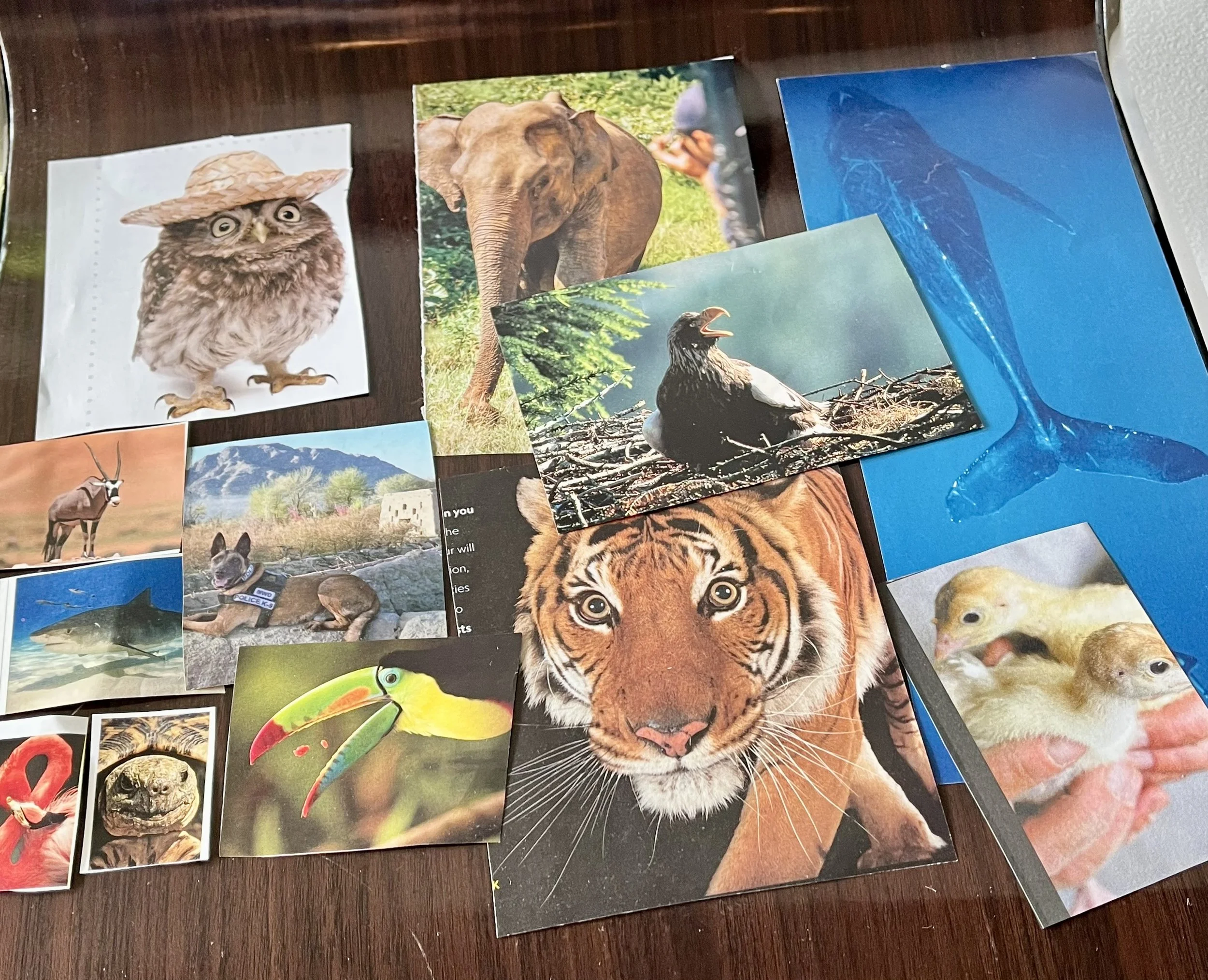 SoulCollage® Animals.jpeg