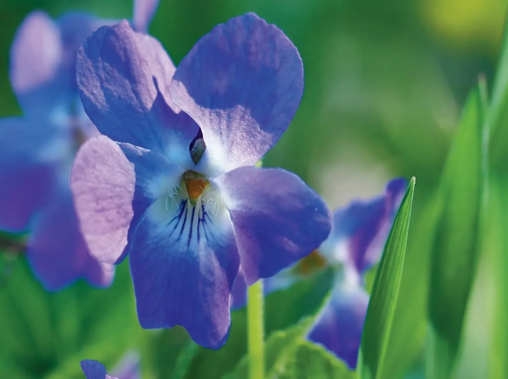 Weekly Online Mindfulness Meditation