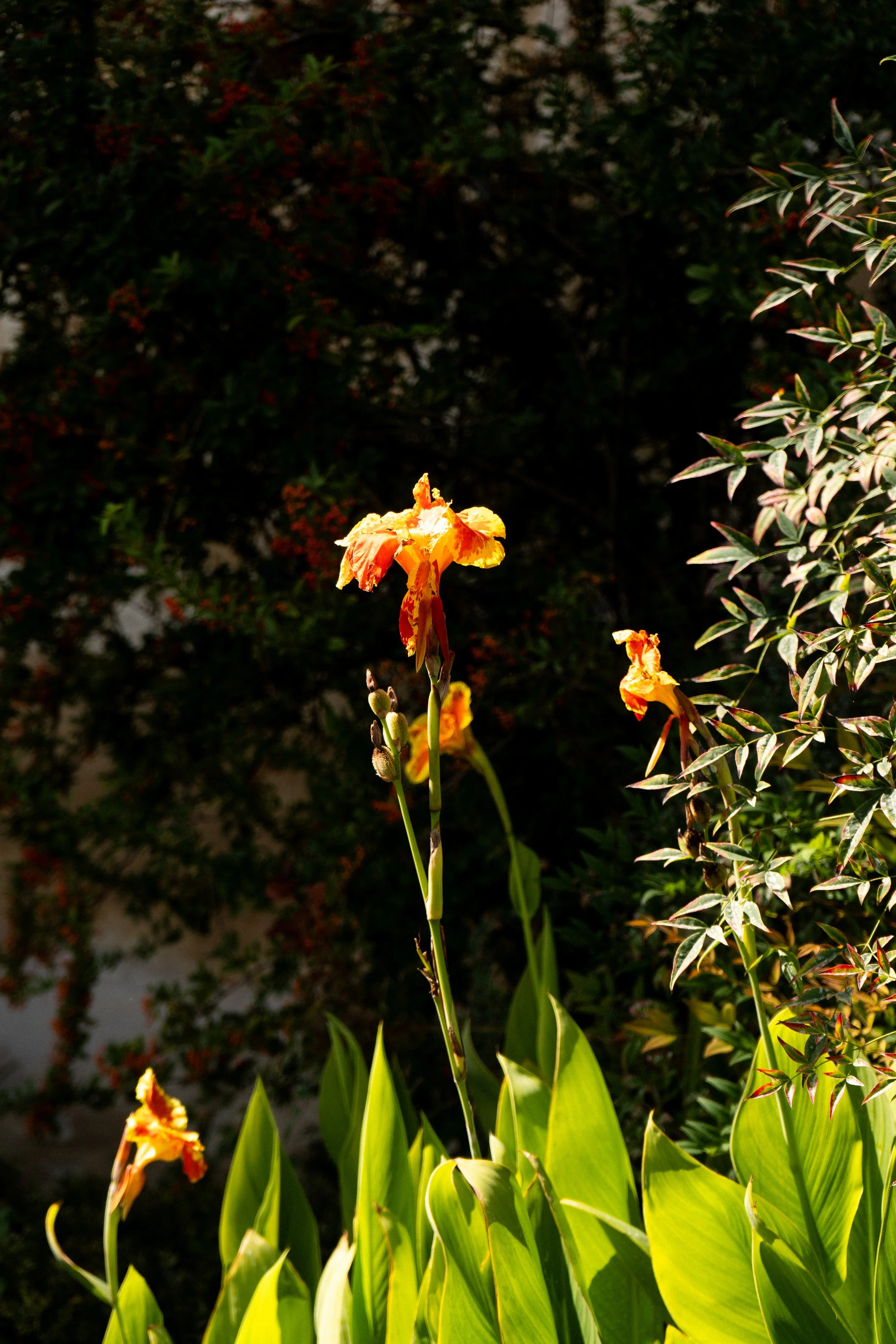 DSC03017.jpg