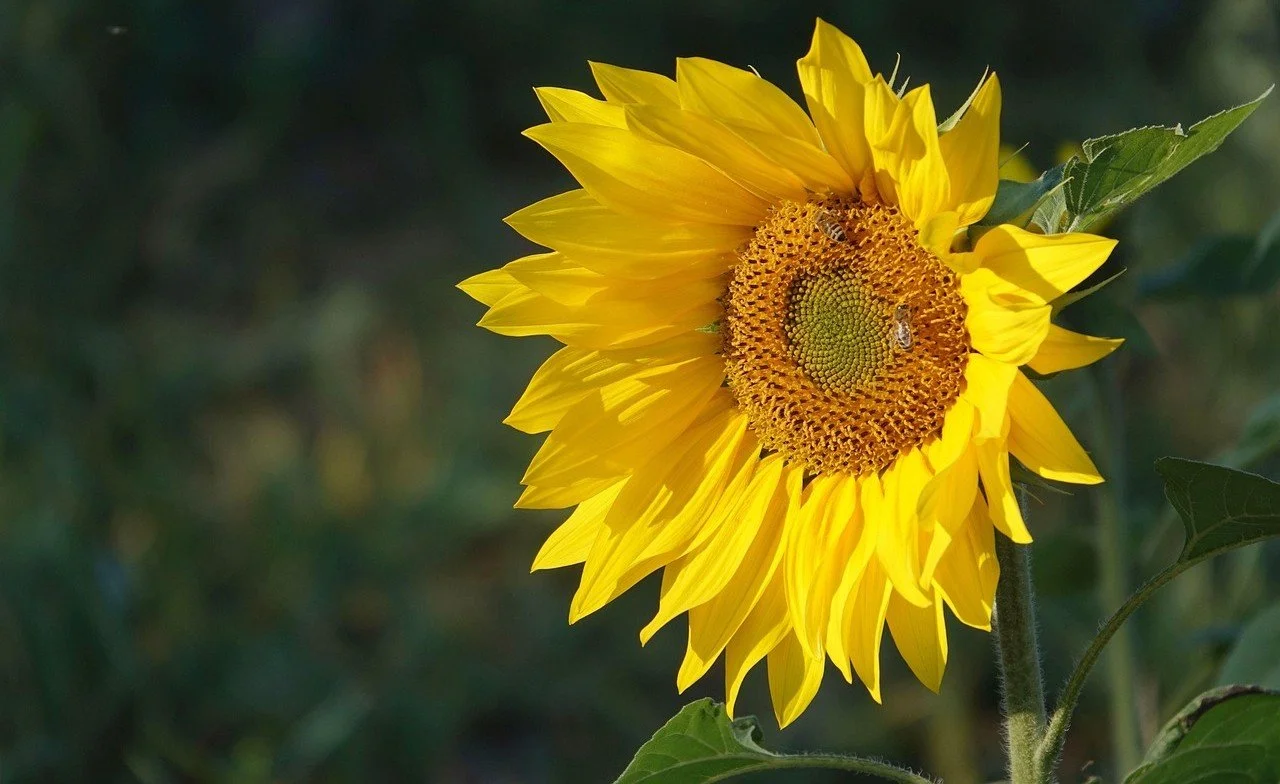 Embracing the Energy of Spring