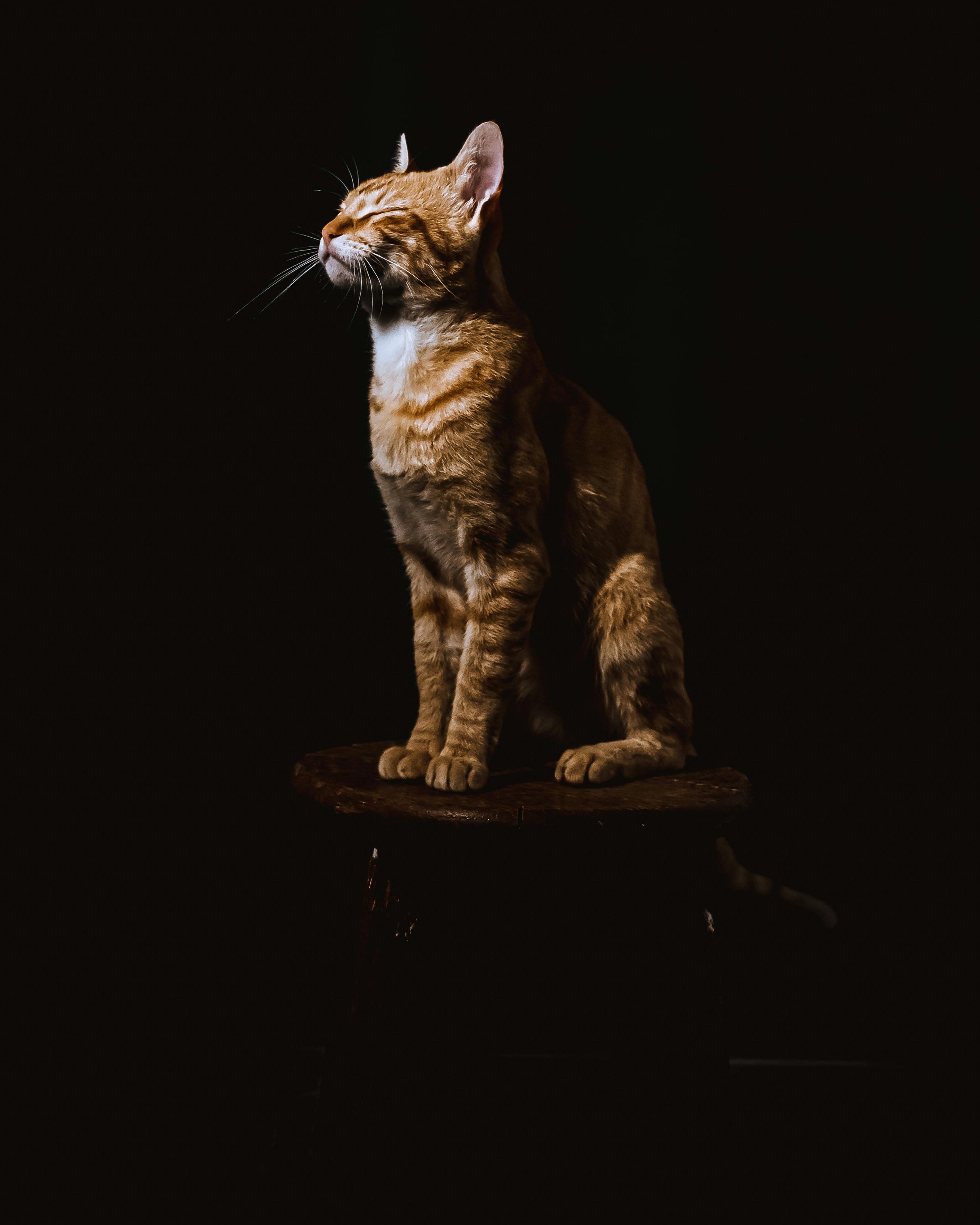 pexels-anderson-martins-3885948.jpg