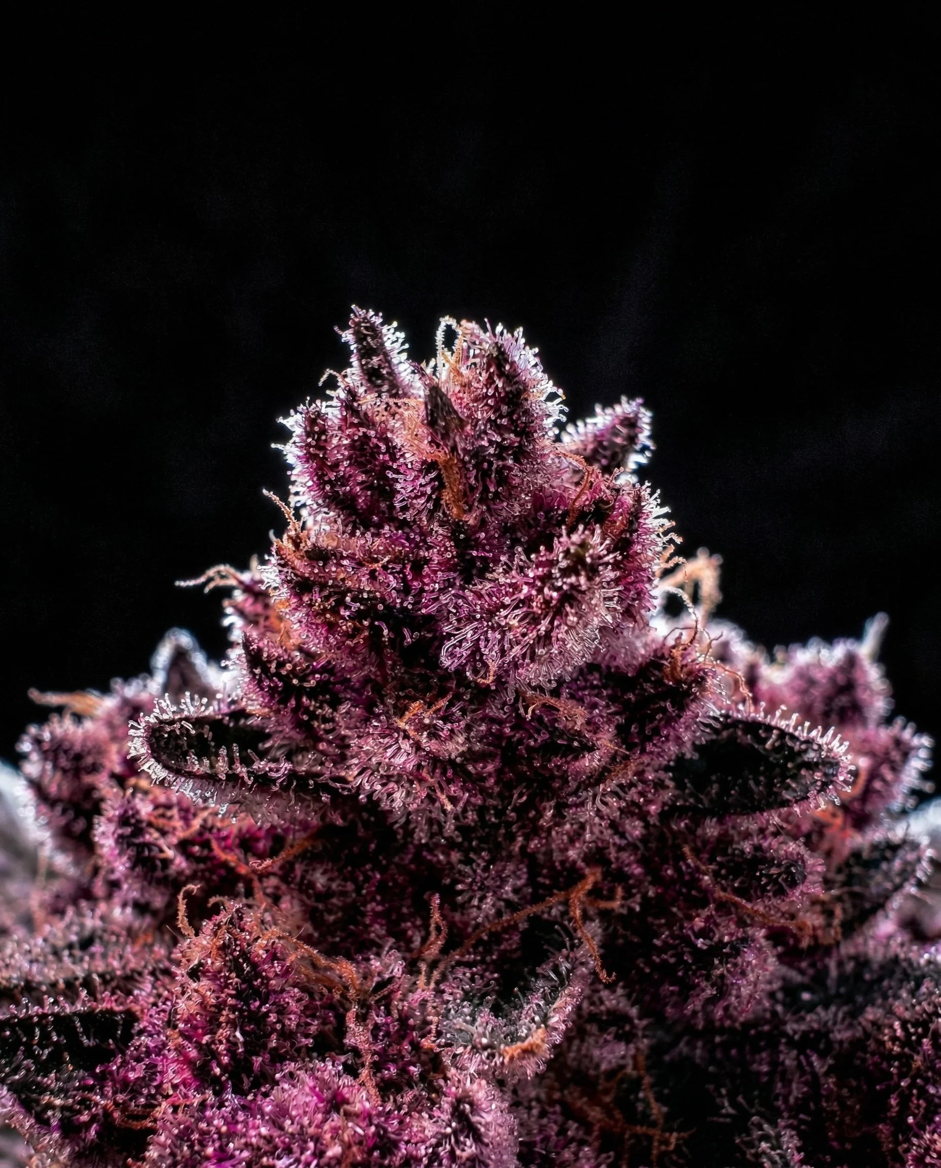 TROP CHERRY CANNABIS PLANT BY HOUSE OF SACCI - PHOTOGRPAHY BY JOHN DOUGH CASE STUDY LABS